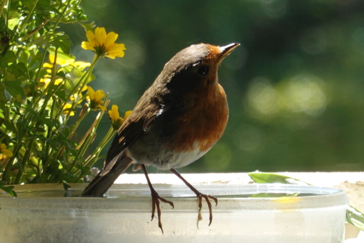 Photography titled "My little robin in…" by Liza Peninon, Original Artwork, Non Manipulated Photography