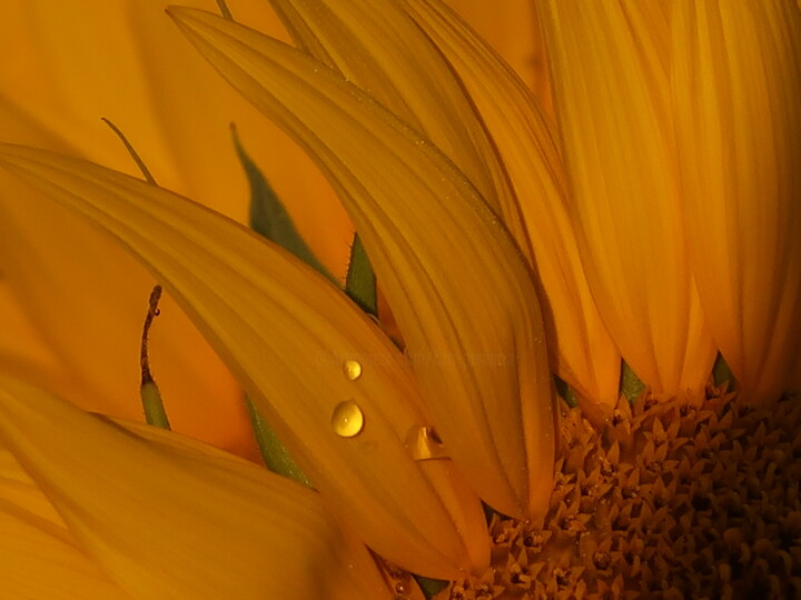 Photography titled "Golden drop, photog…" by Liza Peninon, Original Artwork, Non Manipulated Photography