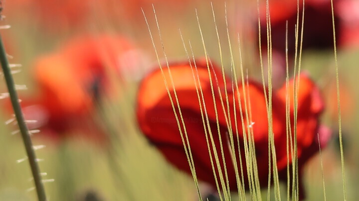 Photography titled "Springtime colors,…" by Liza Peninon, Original Artwork, Non Manipulated Photography