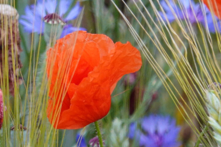 Photography titled "Wild colors, photog…" by Liza Peninon, Original Artwork, Non Manipulated Photography