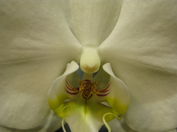 Photography titled "Coeur d'Orchidée, p…" by Liza Peninon, Original Artwork