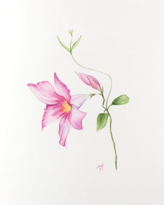 Peinture intitulée "Dipladenia" par Liz Hansen, Œuvre d'art originale, Aquarelle