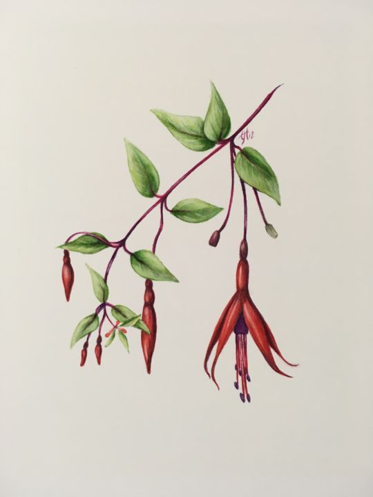 Peinture intitulée "Fuchsia Riccartonii" par Liz Hansen, Œuvre d'art originale, Aquarelle