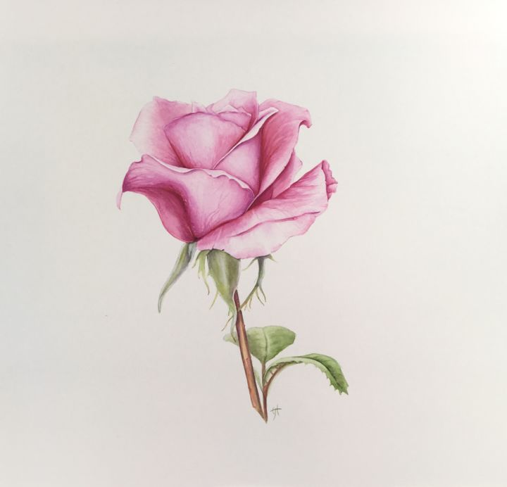 Peinture intitulée "Pink Rose" par Liz Hansen, Œuvre d'art originale, Aquarelle