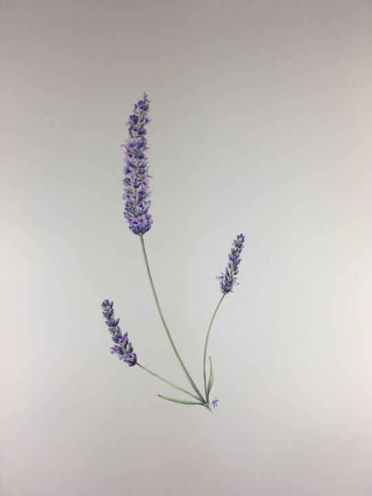 Painting titled "Lavender" by Liz Hansen, Original Artwork, Watercolor