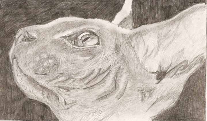 Drawing titled "sphinx" by Mila Tkachenko, Original Artwork, Pencil