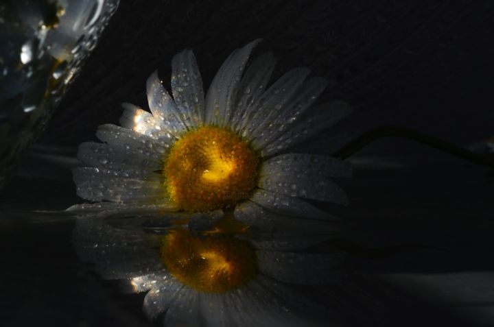 Photography titled "chamomile photo ske…" by Liudmila Khapatko, Original Artwork