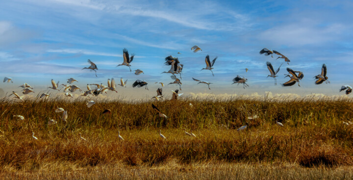 Fotografie mit dem Titel "Birds" von Lm Walker, Original-Kunstwerk, Digitale Fotografie