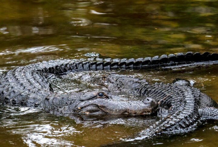 "Alligator Courtship…" başlıklı Fotoğraf Lm Walker tarafından, Orijinal sanat, Dijital Fotoğrafçılık