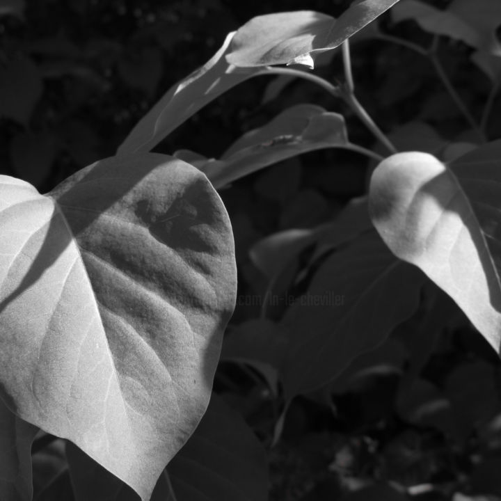 Photographie intitulée "Lilas gris" par Ln Le Cheviller, Œuvre d'art originale, Photographie numérique