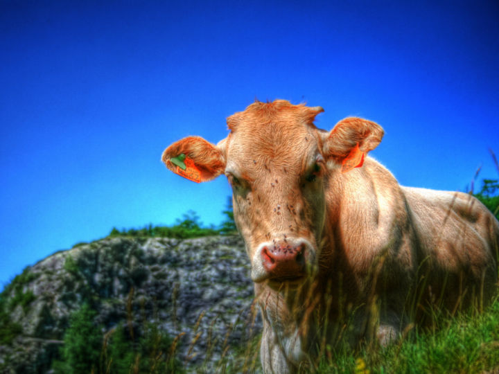 Photography titled "Cow" by Loic Giraud, Original Artwork
