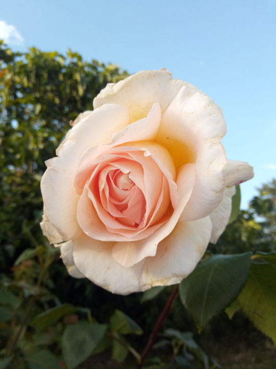 Fotografia intitulada "Rose du matin" por Storm, Obras de arte originais