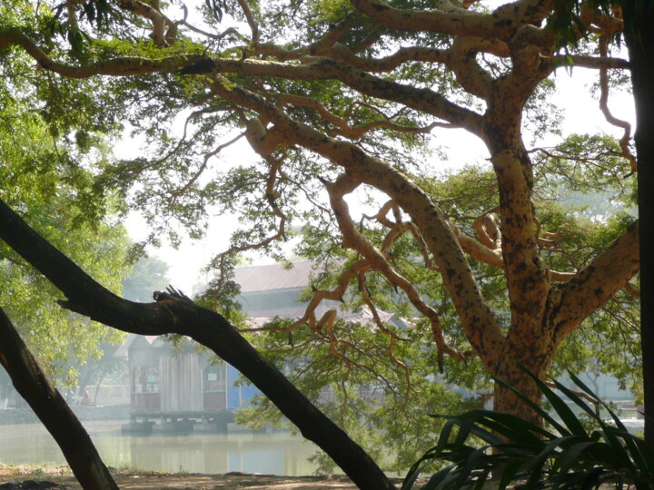 Photographie intitulée "arbres-Birmanie" par Lonicera, Œuvre d'art originale, Photographie numérique
