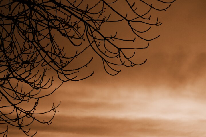 Fotografia intitulada "cielo con i rami" por Lorenzo Corti, Obras de arte originais, Fotografia digital