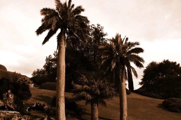Photography titled "tre palme" by Lorenzo Corti, Original Artwork, Digital Photography