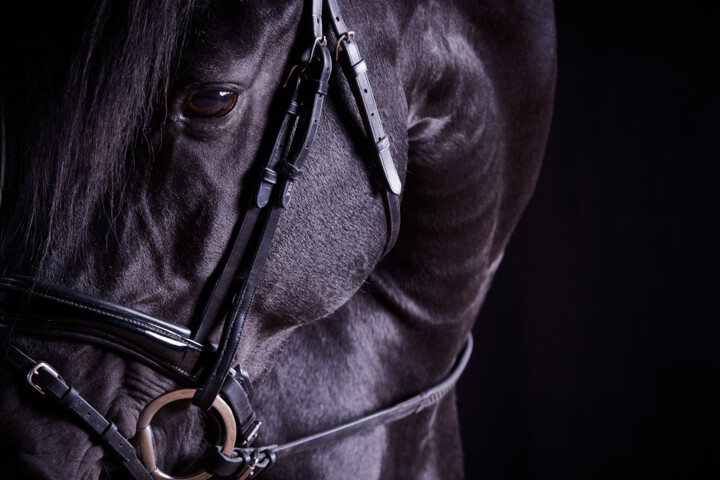 Photography titled "Black Horse I" by Lori Adamski-Peek, Original Artwork, Digital Photography