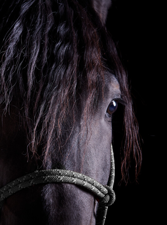 제목이 "Black Horse II"인 사진 Lori Adamski-Peek로, 원작, 디지털