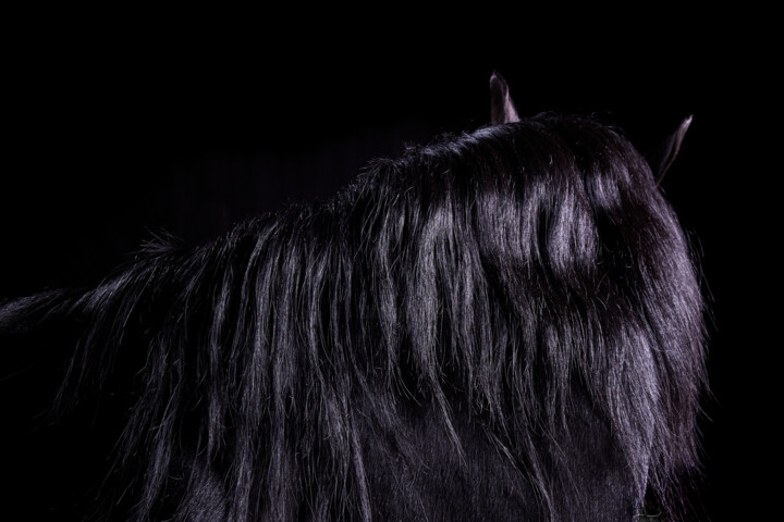 Photography titled "Black Horse IV" by Lori Adamski-Peek, Original Artwork, Digital Photography
