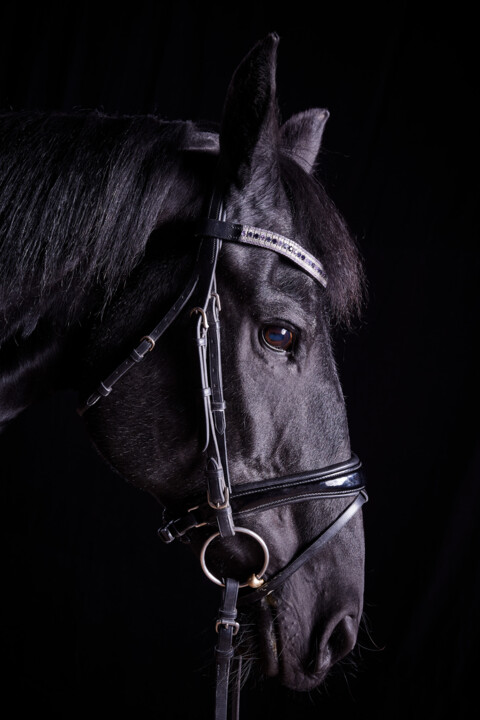 Фотография под названием "Black Horse VII" - Lori Adamski-Peek, Подлинное произведение искусства, Цифровая фотография