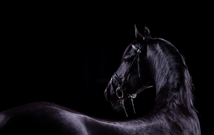 Photographie intitulée "Black Horse VIII" par Lori Adamski-Peek, Œuvre d'art originale, Photographie numérique