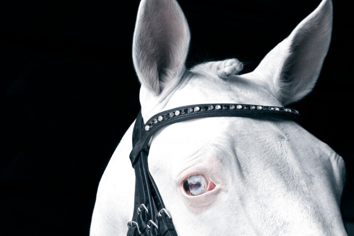 Photographie intitulée "White Horse III" par Lori Adamski-Peek, Œuvre d'art originale, Photographie numérique