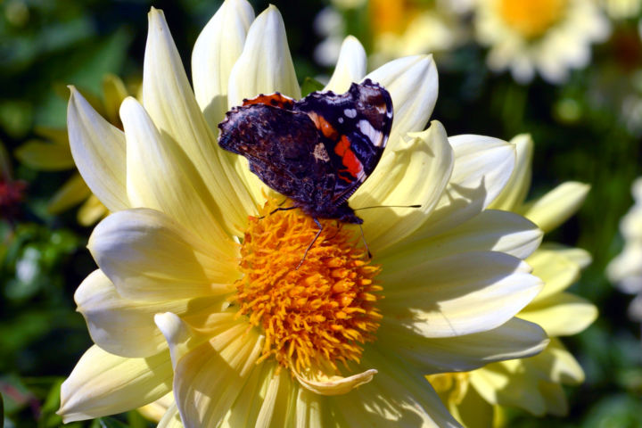 Фотография под названием "Schmetterling "Admi…" - Lothar Reupert, Подлинное произведение искусства, Цифровая фотография