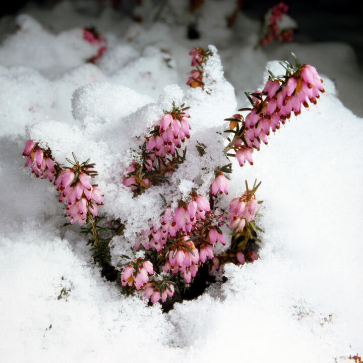 Fotografie mit dem Titel "Der winter kommt!" von Lothar Reupert, Original-Kunstwerk, Analog Fotografie