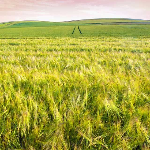 Photographie intitulée "Le blé" par Lou Perdu, Œuvre d'art originale