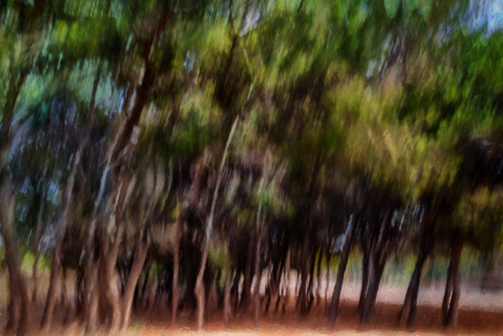 Fotografie mit dem Titel "many-trees-3.jpg" von Louis Agius, Original-Kunstwerk