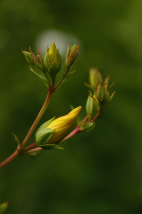Photography titled "Buds" by Low Light Images, Original Artwork, Digital Photography
