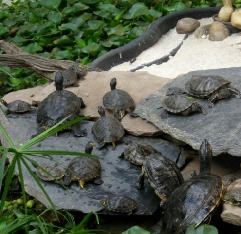 Fotografia zatytułowany „Turtles at the trai…” autorstwa Litsa Papalexiou, Oryginalna praca, Fotografia cyfrowa
