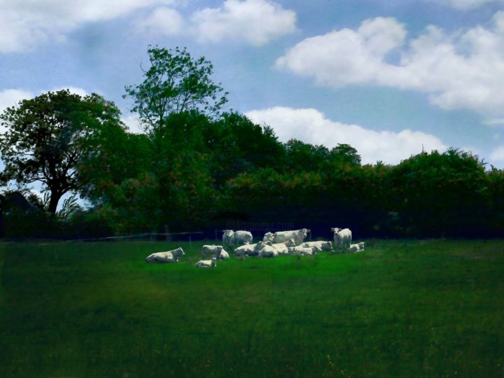 Photographie intitulée "Les vaches au couch…" par Lsarah Dubas, Œuvre d'art originale
