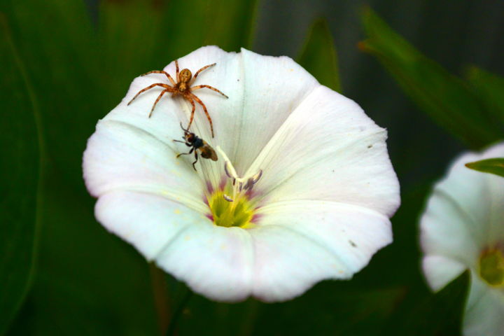 Photography titled "Friendly Meeting" by Lubosh Valenta, Original Art,