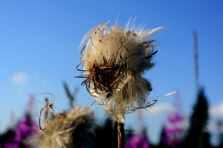 Photography titled "Sunny day" by Lubosh Valenta, Original Art, Digital Photography
