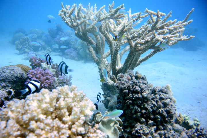 Photography titled "Underwater Tree" by Lubosh Valenta, Original Art, Digital Photography