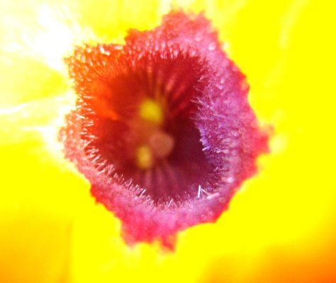 Fotografía titulada "Interior de flor" por Lucía Iglesias, Obra de arte original,