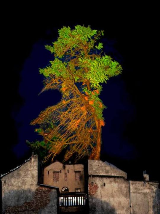 Photography titled "le tree" by Lucian Olteanu, Original Art,