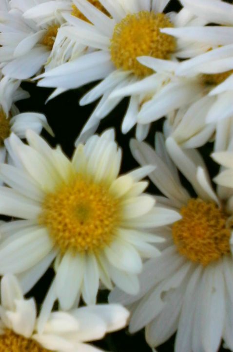 Photographie intitulée "Fleurs de Chrysanth…" par Lucie Lucy, Œuvre d'art originale