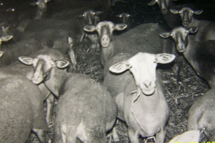 Photographie intitulée "Moutons" par Lucie Lucy, Œuvre d'art originale