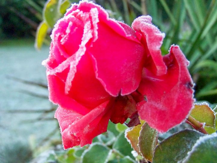 Photographie intitulée "Gelée blanche sur l…" par Lucie Lucy, Œuvre d'art originale