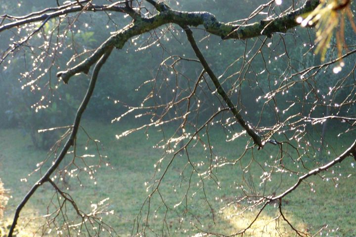 Fotografie getiteld "Gouttes de pluie su…" door Lucie Lucy, Origineel Kunstwerk