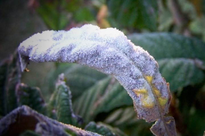 Photography titled "Feuille de Néflier…" by Lucie Lucy, Original Artwork