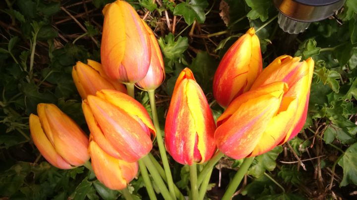 Fotografia intitulada "Tulipes" por Lucie Lucy, Obras de arte originais