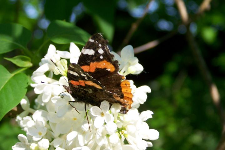 Photographie intitulée "Papillon" par Lucie Lucy, Œuvre d'art originale