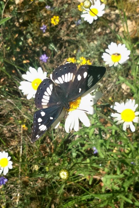 Photography titled "Marguerite ,Papillon" by Lucie Lucy, Original Artwork