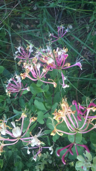 Photographie intitulée "Chèvrefeuilles des…" par Lucie Lucy, Œuvre d'art originale