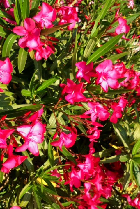 Photographie intitulée "Laurier-rose" par Lucie Lucy, Œuvre d'art originale