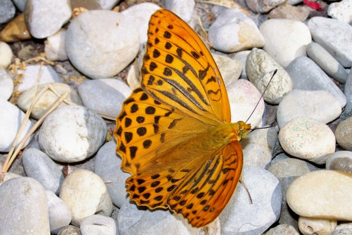 Photographie intitulée "Papillon" par Lucie Lucy, Œuvre d'art originale