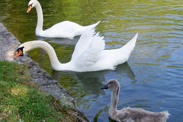 Fotografie mit dem Titel "Cygnes" von Lucie Lucy, Original-Kunstwerk