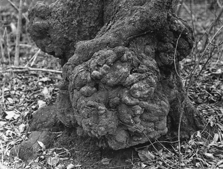 Photographie intitulée "Vecchio" par Lucio Usai, Œuvre d'art originale, Photographie argentique